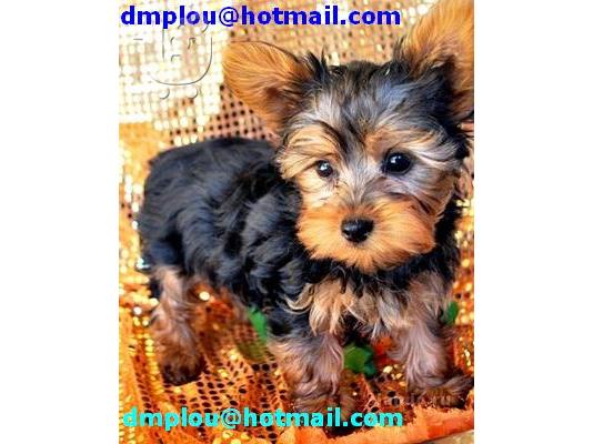 PoulaTo: YORKSHIRE TERRIER